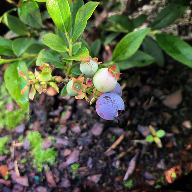 Garden Blueberry